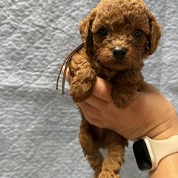 Brown male - Red male Cavapoo puppy in Wesson, Mississippi from Southern Country Doodles