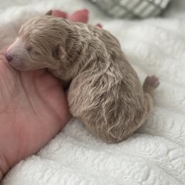 Callie - Apricot female Poodle puppy in Fredericktown, Missouri from Doodle Pups Fur-Ever