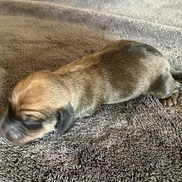 Rocket - Red male Dachshund puppy in Brave, Pennsylvania from Maple Moon Mini Dachshunds