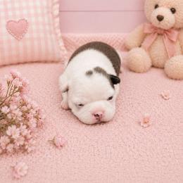 Black and white girl - Black and white female Boston Terrier puppy in San Antonio, Texas from JT Bostons