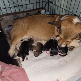 Boy 1 - Red male Pembroke Welsh Corgi puppy in San Diego, California from San Diego Corgis
