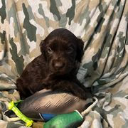 Chip - Chocolate Boykin Spaniel puppy in Van Buren, Arkansas from Arklahoma Boykins