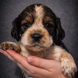 Dragon - Tri-Roan male English Springer Spaniel puppy in Florida from Thunderbird Springers