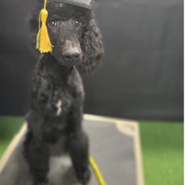 Poodle All Grown Up from Caelestis Poodles