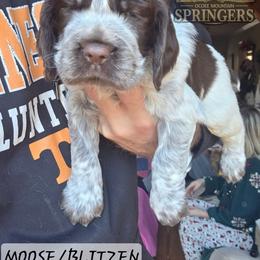Blitzen - Liver white and roan male English Springer Spaniel puppy in Ocoee, Tennessee from Ocoee Mountain Springers