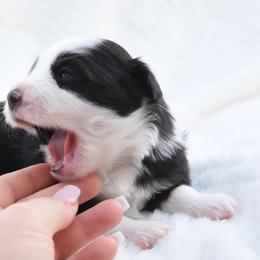 Endgame - Black male Toy Australian Shepherd puppy in Chickasha, Oklahoma from Rustic Lace