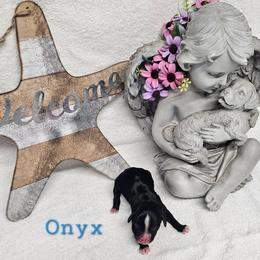Onyx - Black and white male Tibetan Terrier puppy in Dorena, Oregon from Angel Tibetans Of Oregon