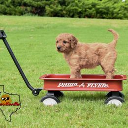 Goldendoodle Puppies from OodlesODoodles