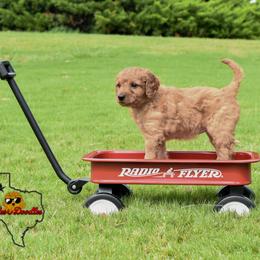Goldendoodle Puppies from OodlesODoodles