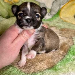 Turtle - Black sabled fawn male Chihuahua puppy in Canton, Ohio from Elysium Fields Chihuahuas