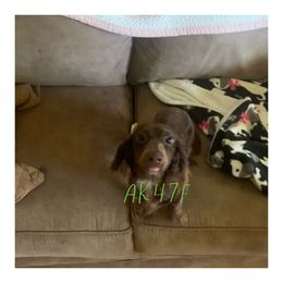 Syn - Dachshund