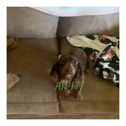 Syn - Dachshund