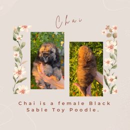 Chai - Sable female Poodle puppy in Tucson, Arizona from Adored Poodle & Doodles