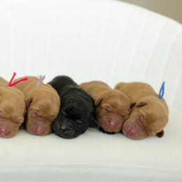 Cabo - Yellow male Labrador Retriever puppy in Allons, Tennessee from UC Labradors LLC