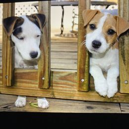 Jack Russell Terrier Puppies from Celtic River