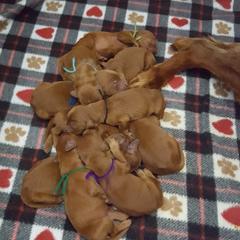 Irish Setter Puppies from Ambition Irish Setters