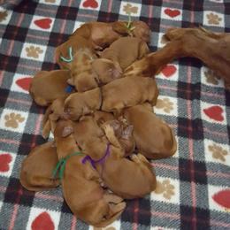 Irish Setter Puppies from Ambition Irish Setters