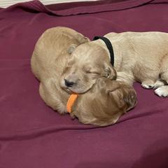 Irish Doodles from Selby Setters and Doodles