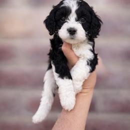 Clay (Red collar) - Black and white male Cavapoo puppy in Roseville, California from Lipscomb Doodles