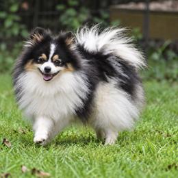 Takeo - Black and tan parti male Pomeranian puppy in Cleveland, Georgia from Sourpatch Pomeranians