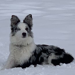 Harper - Border Collie