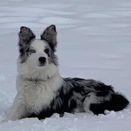 Harper - Border Collie