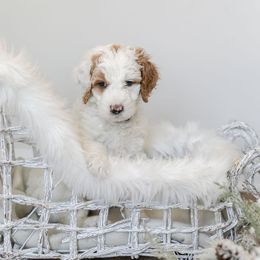 Goldendoodle Puppies from Woodstock Doodles, LLC