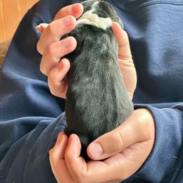 Male 3 - Black brown and white male Basset Hound puppy in Lindley, New York from Hill Top Basset Hounds & Cane Corso