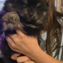 Maple - Black and tan male Pomeranian puppy in Buckeye, Arizona from BL Poms Heaven
