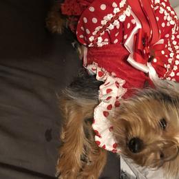 Lola - Yorkshire Terrier