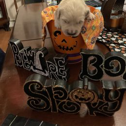 Golden Retriever Puppies from Tupelo Honey Farm's Golden Retrievers