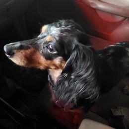 Daizy - Dachshund