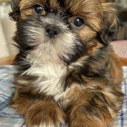 Shih Tzu All Grown Up from Shih Tzu Jewels of Cocoa