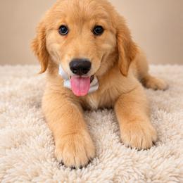 Slider - Light golden male Golden Retriever puppy in Chicago, Illinois from Urbane Retrievers