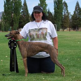 Whippet All Grown Up from Jamminwhippets