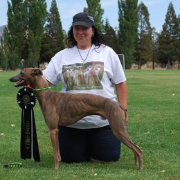 Whippet All Grown Up from Jamminwhippets