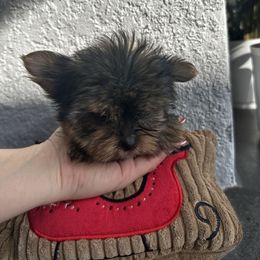 Girl 1 - Black and tan female Yorkshire Terrier puppy in Cape Coral, Florida from Katherine’s Yorkies and Poodles