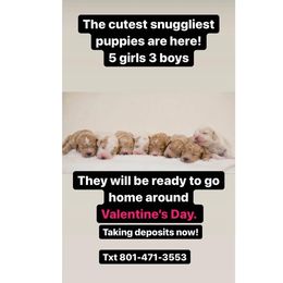 Goldendoodle Puppies from Pond Town Pups