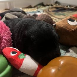 Labrador Retriever Puppies from LakeHouse Labrador Retriever