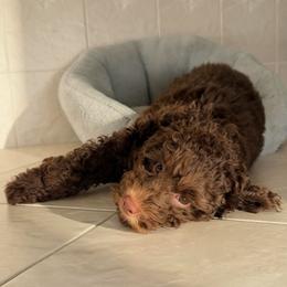 Ember ( Guardian Home Opportunity, South Florida Only ) - Chocolate male Goldendoodle puppy in Davie, Florida from Miami Mini Doodles