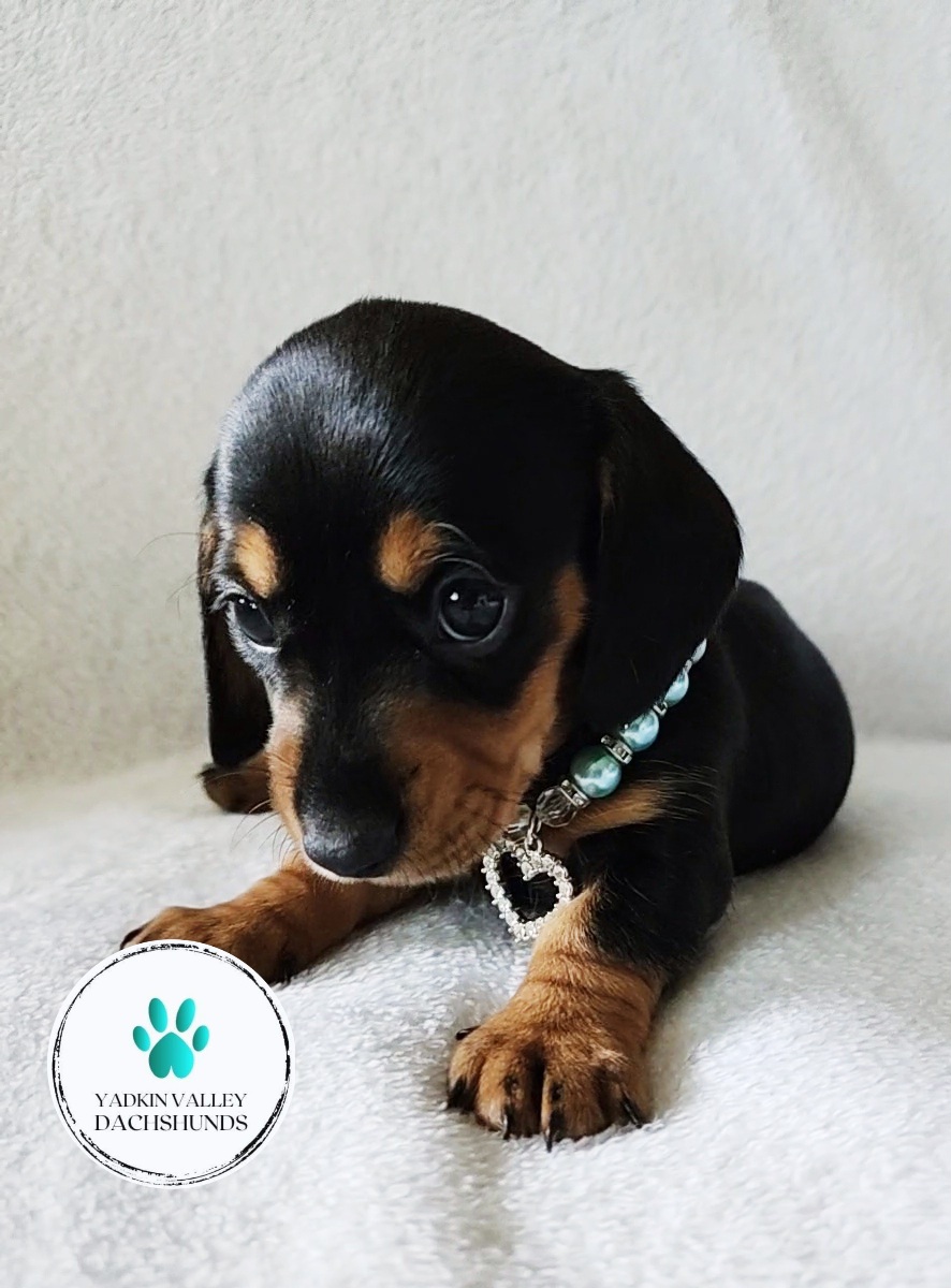 Dachshund Puppies from Yadkin Valley Dachshunds