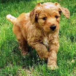 Goldendoodle Puppies from South Paw Doodles