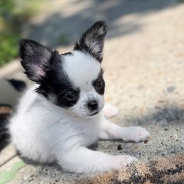 Oreo - Black and white female Chihuahua puppy in Harrison, Michigan from Cloud9 Chihuahuas