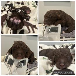 Chocolate Abstract Boy - Chocolate male Goldendoodle puppy in Lancaster, South Carolina from Silver Hill Farm SC