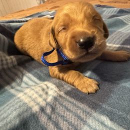 Blue boy - Golden male Golden Retriever puppy in Buchanan, Georgia from Morgan’s Heart of Gold Retrievers