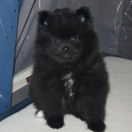 Pomeranians from Pitter Patter Pomeranian Palace