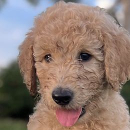Cody - Goldendoodle puppy in Davie, Florida from Puppieskiss