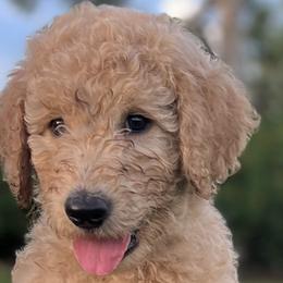 Cody - Goldendoodle puppy in Davie, Florida from Puppieskiss