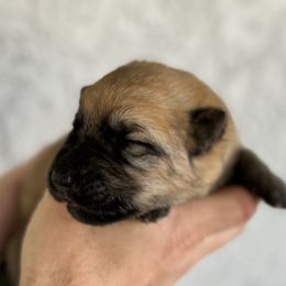 Mia - Liver German Shepherd puppy in Peoria, Arizona from Sunrise Shepherds