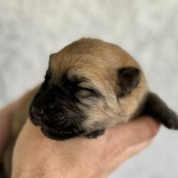 Mia - Liver German Shepherd puppy in Peoria, Arizona from Sunrise Shepherds